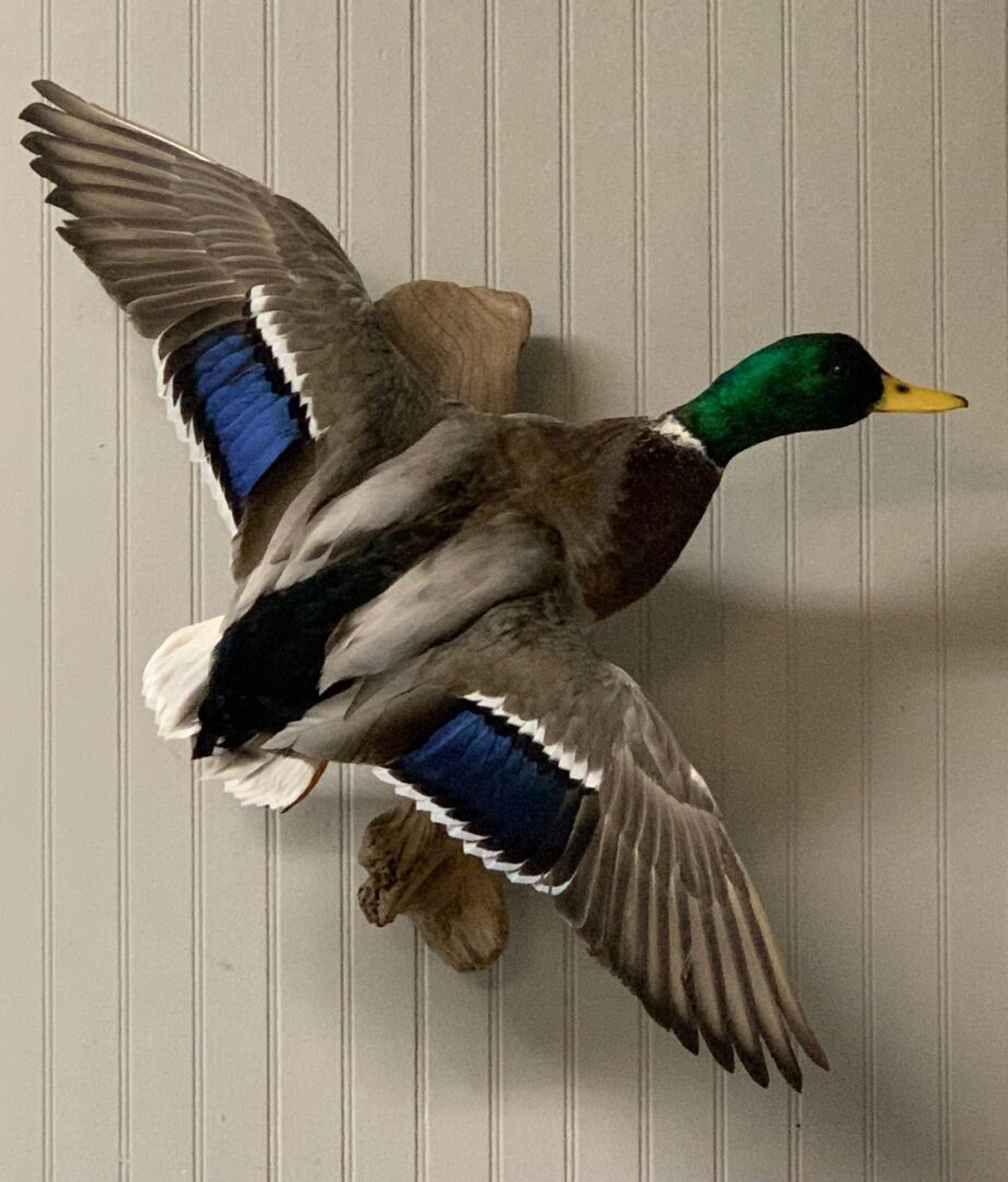 Sportmaster Taxidermy